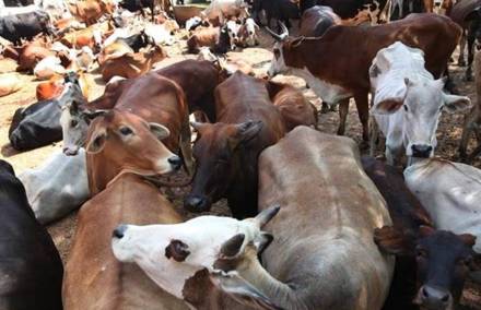 रायपुर में गौकशी के मामले का खुलासा, हिंदू संगठनों ने जताई कड़ी नाराजगी..