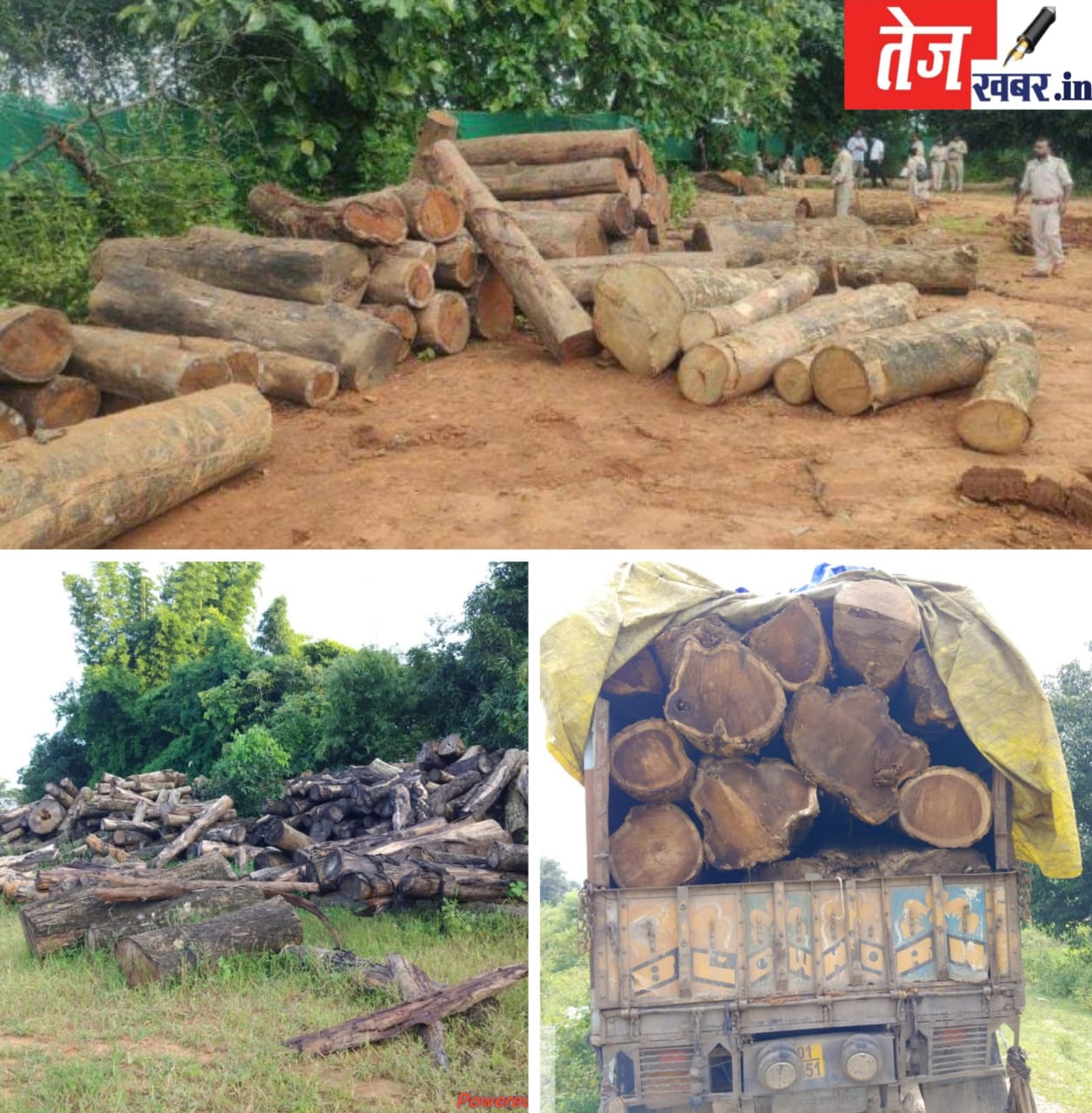 जशपुर वन मंडल की बड़ी कार्रवाई : कंडोरा से जब्त की गई 100 घन मीटर से अधिक अवैध इमारती लकड़ी, वन माफिया में हड़कंप..