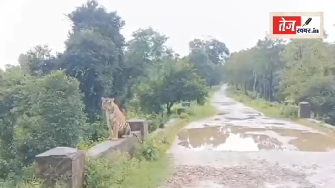 रायगढ़ में बाघ की दहाड़ से सहमे लोग, लैलूंगा के गेरू पानी का वायरल वीडियो मचा रहा हड़कंप.. देखें वीडियो..
