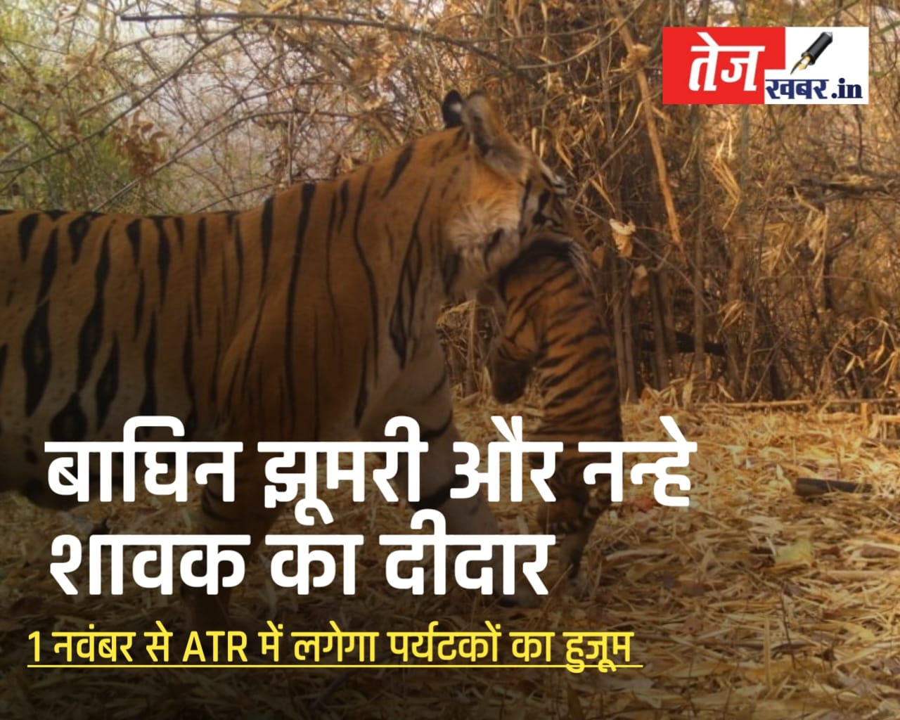 अचानकमार टाइगर रिज़र्व 1 नवंबर से होगा गुलज़ार ; झूमरी और उसके शावक बने आकर्षण का केंद्र, बुकिंग ने तोड़े रिकॉर्ड.. देखें वीडियो..