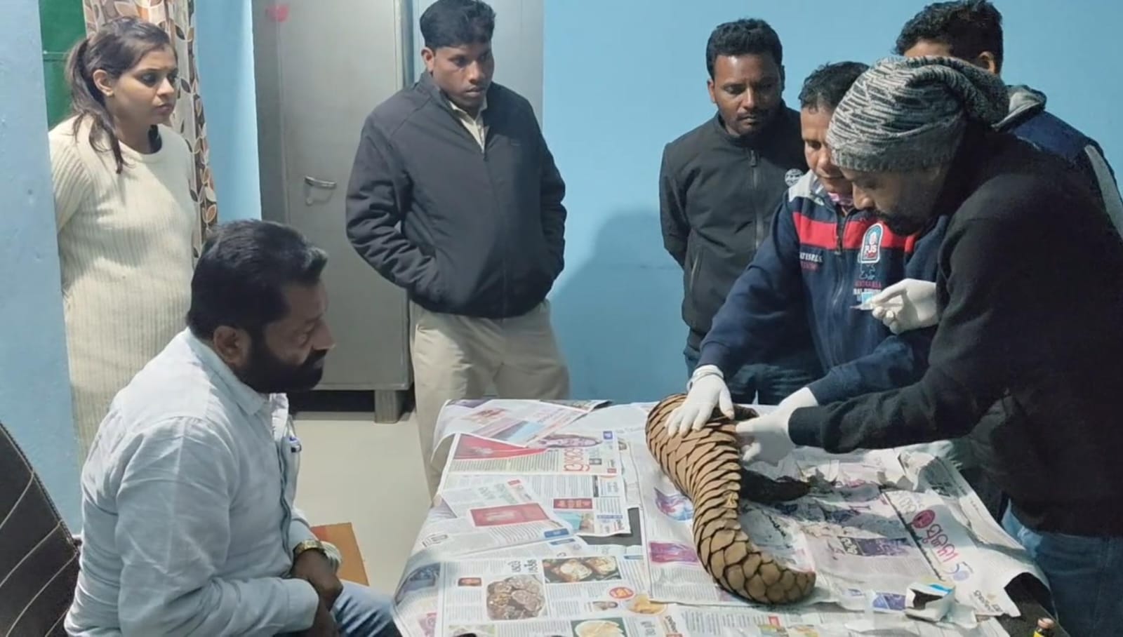 पेंगोलिन तस्करों पर बड़ी कार्रवाई : ओडिशा में टाइगर रिजर्व टीम ने दो आरोपियों को रंगे हाथों दबोचा..