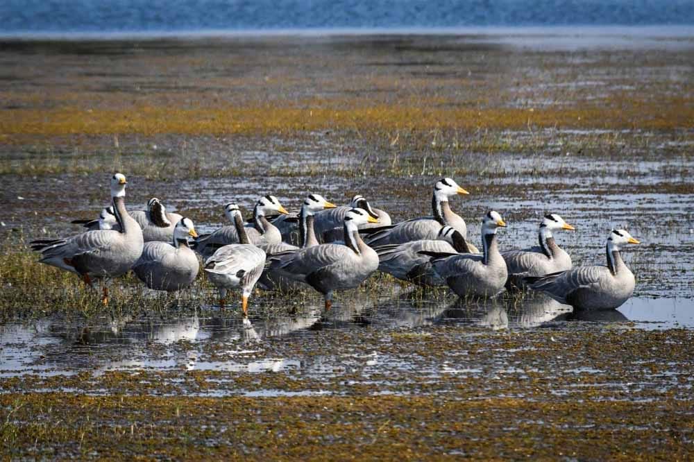 बिलासपुर का कोपरा जलाशय बना प्रदेश का पहला रामसर साइट..