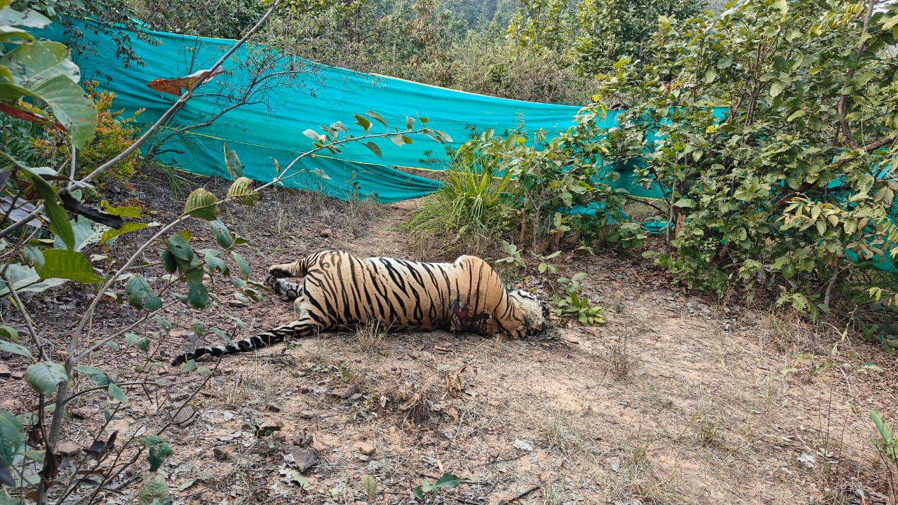 सूरजपुर के जंगल में नर बाघ की संदिग्ध मौत, करंट से शिकार की आशंका ; वन विभाग अलर्ट..