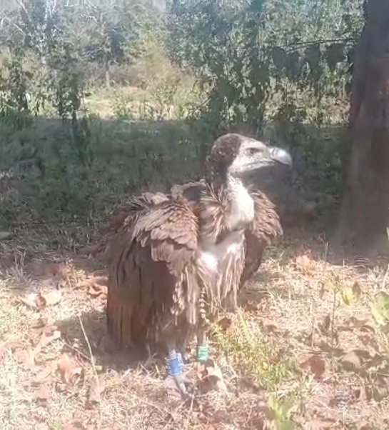 महाराष्ट्र से 400 किमी उड़कर छत्तीसगढ़ पहुंचा बीमार गिद्ध, गरियाबंद के जंगल में मिला, अब रायपुर में होगा इलाज..