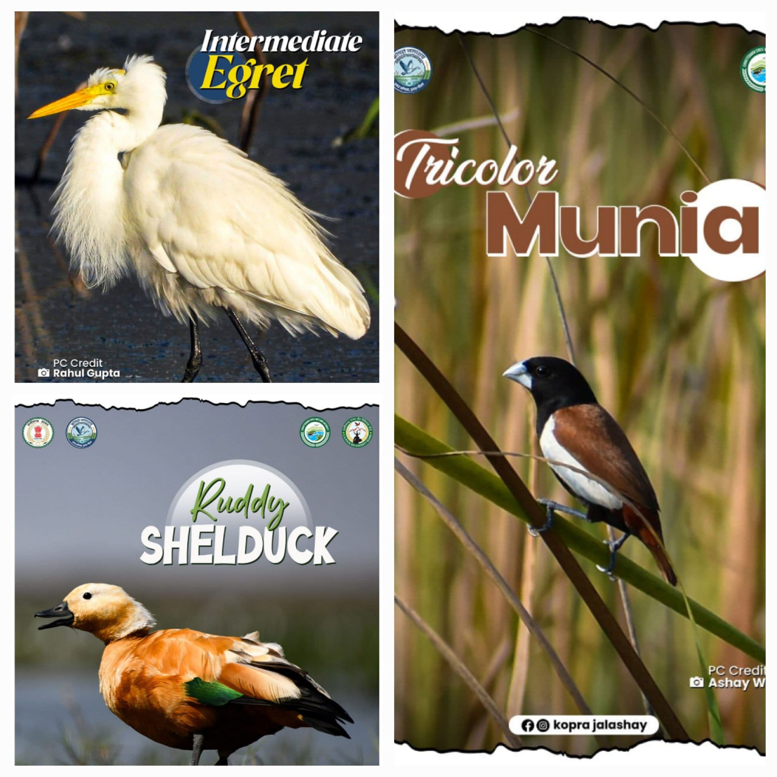 🐦 कोपरा जलाशय बना दुर्लभ और सुंदर पक्षियों का स्वर्ग..जलपक्षियों और घासभूमि के पक्षियों से गुलजार हो रहा प्राकृतिक संसार..