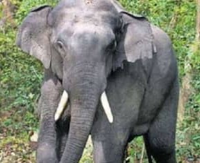 बलरामपुर में हाथी ने बुजुर्ग दंपती को कुचला, मौके पर ही दर्दनाक मौत..