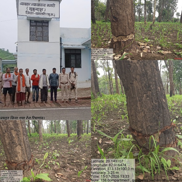कोर एरिया में जंगल पर कब्जे की साजिश नाकाम: 132 साल-बीजा के पेड़ों को बधियाकर 4 हेक्टेयर वनभूमि पर खेती, 7 आरोपी जेल भेजे गए..