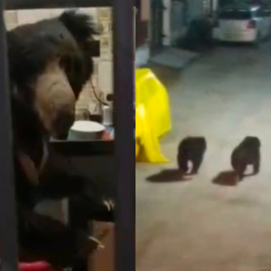 कांकेर में रिहायशी इलाकों में भालुओं का आतंक, घरों के दरवाजे खटखटाने लगे वन्यजीव..