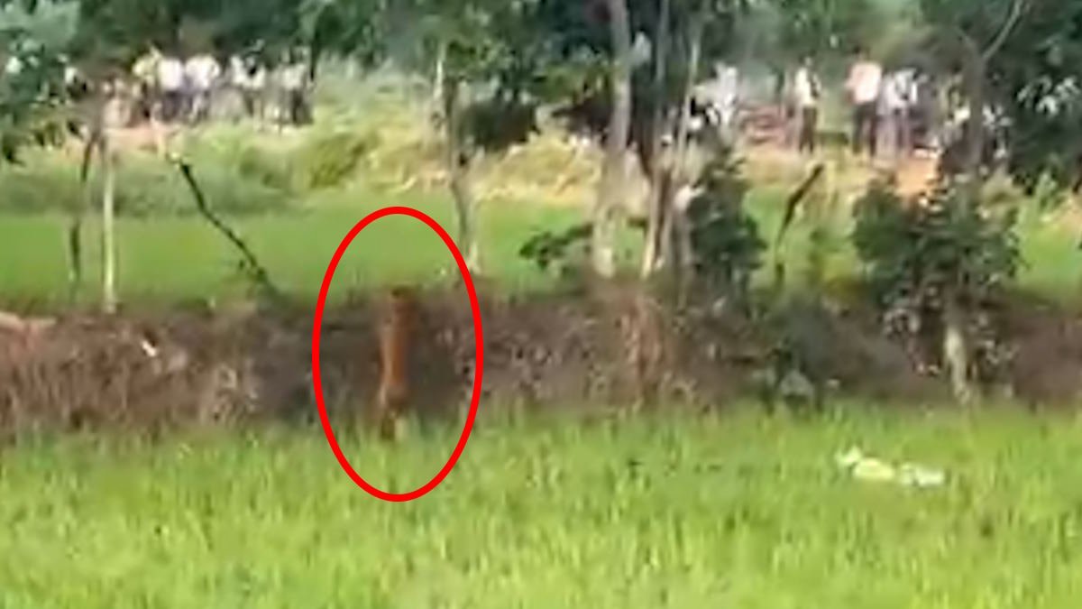 खेतों में तेंदुआ दिखा तो उमड़ी सैकड़ों की भीड़.. देखें VIDEO..