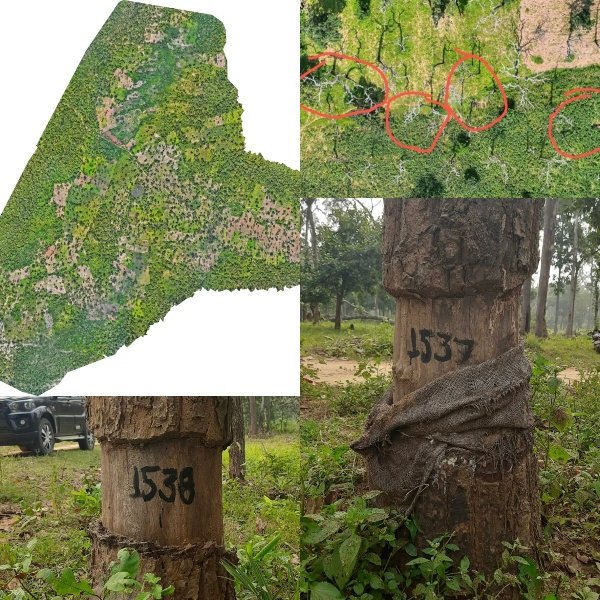 करका में अतिक्रमण का दायरा चार गुना बढ़ा, 10 साल में 1.25 लाख से अधिक पेड़ कटने का अनुमान..